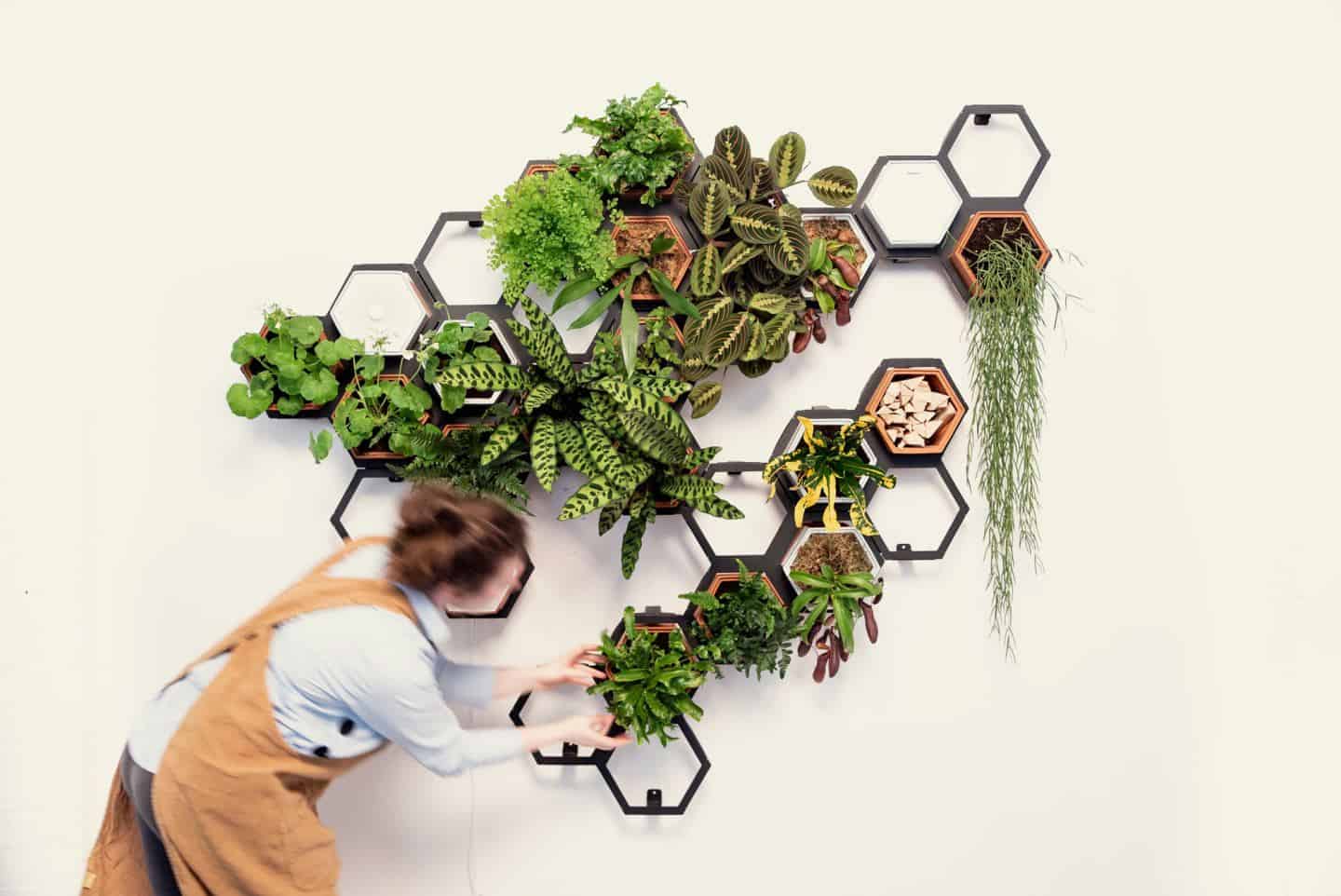 Chalk & Moss Horticus - indoor Living wall kits
