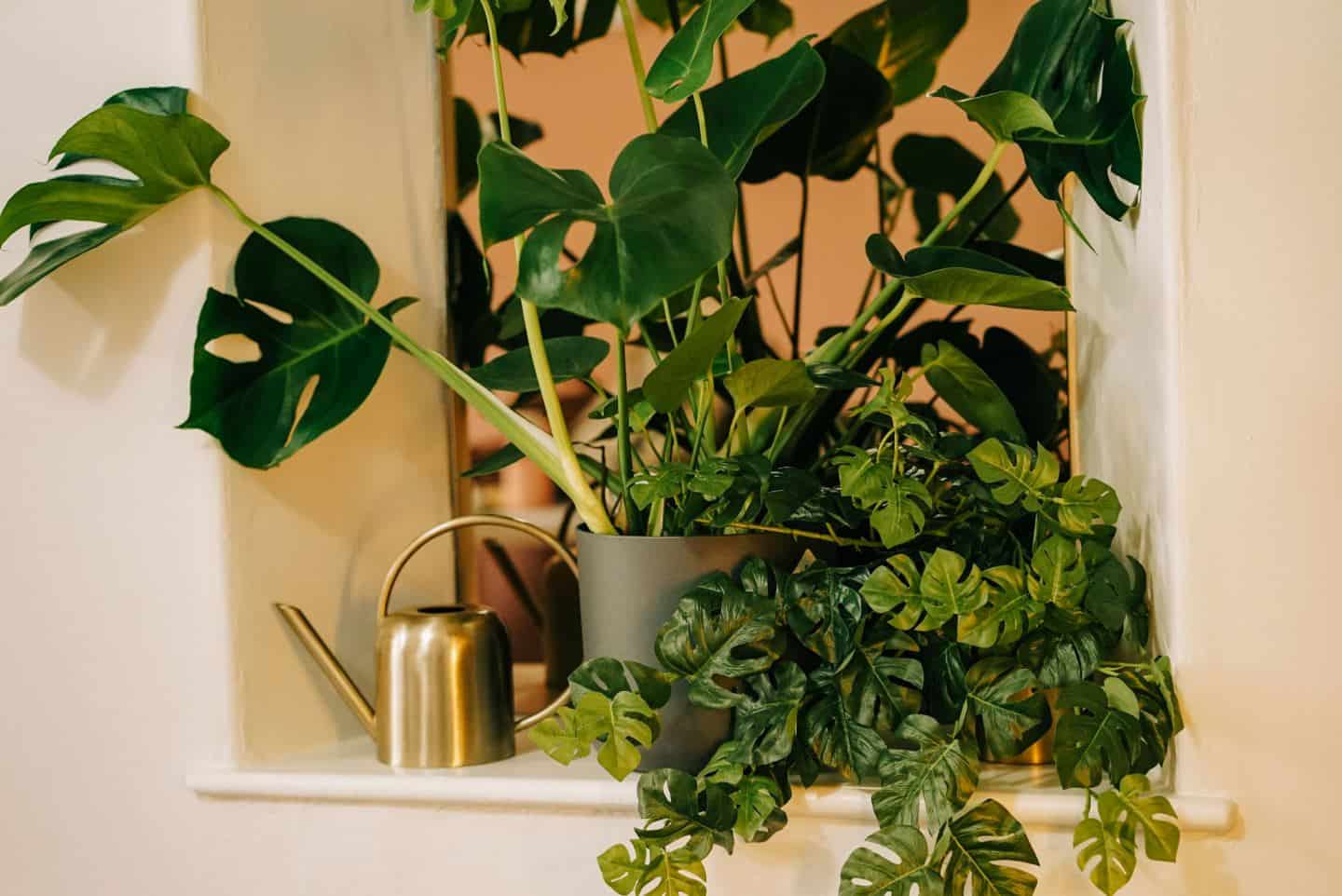 Real plants and faux plants on a shelf with a mirror behind