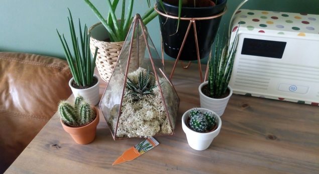 The Urban Botanist Copper Terrarium 2