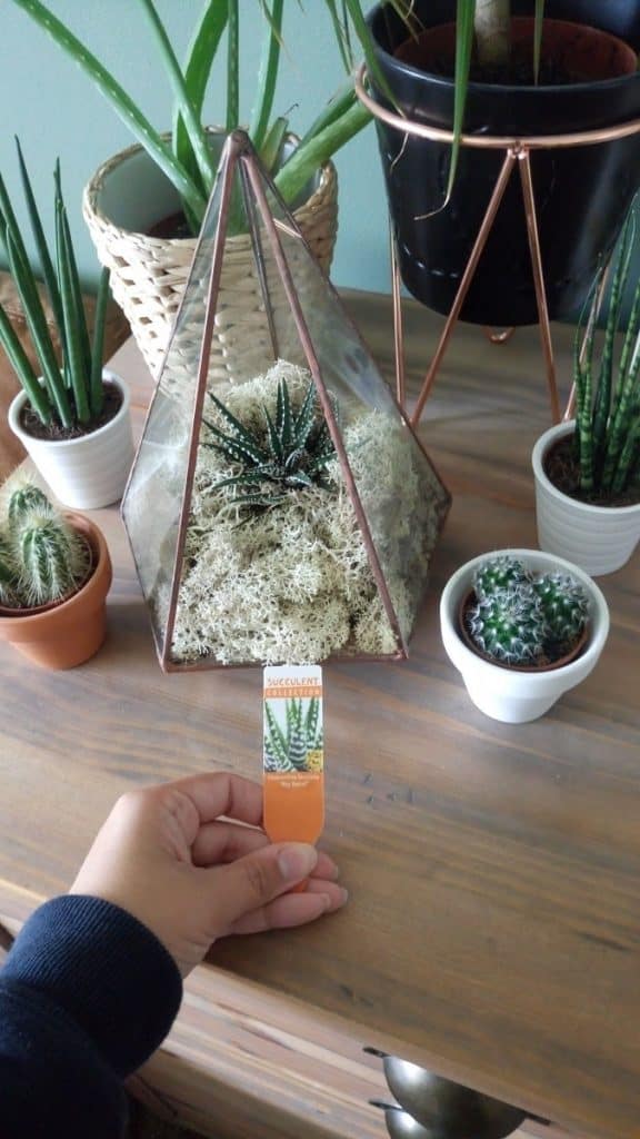 The Urban Botanist Copper Terrarium 3