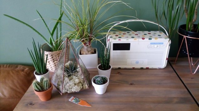 The Urban Botanist Copper Terrarium 4