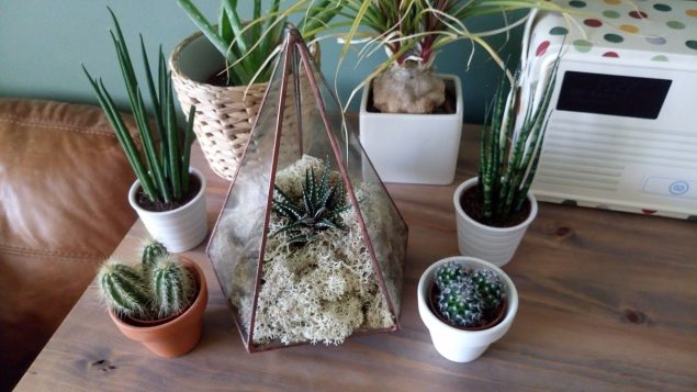 The Urban Botanist Copper Terrarium 5
