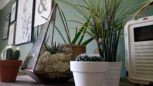 The Urban Botanist Copper Terrarium 6