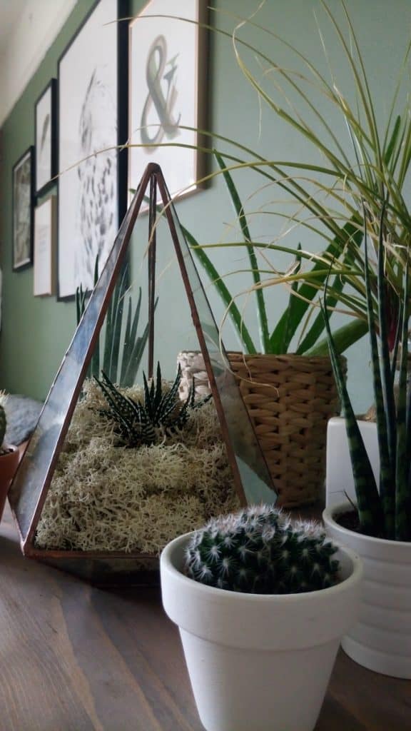The Urban Botanist Copper Terrarium 7